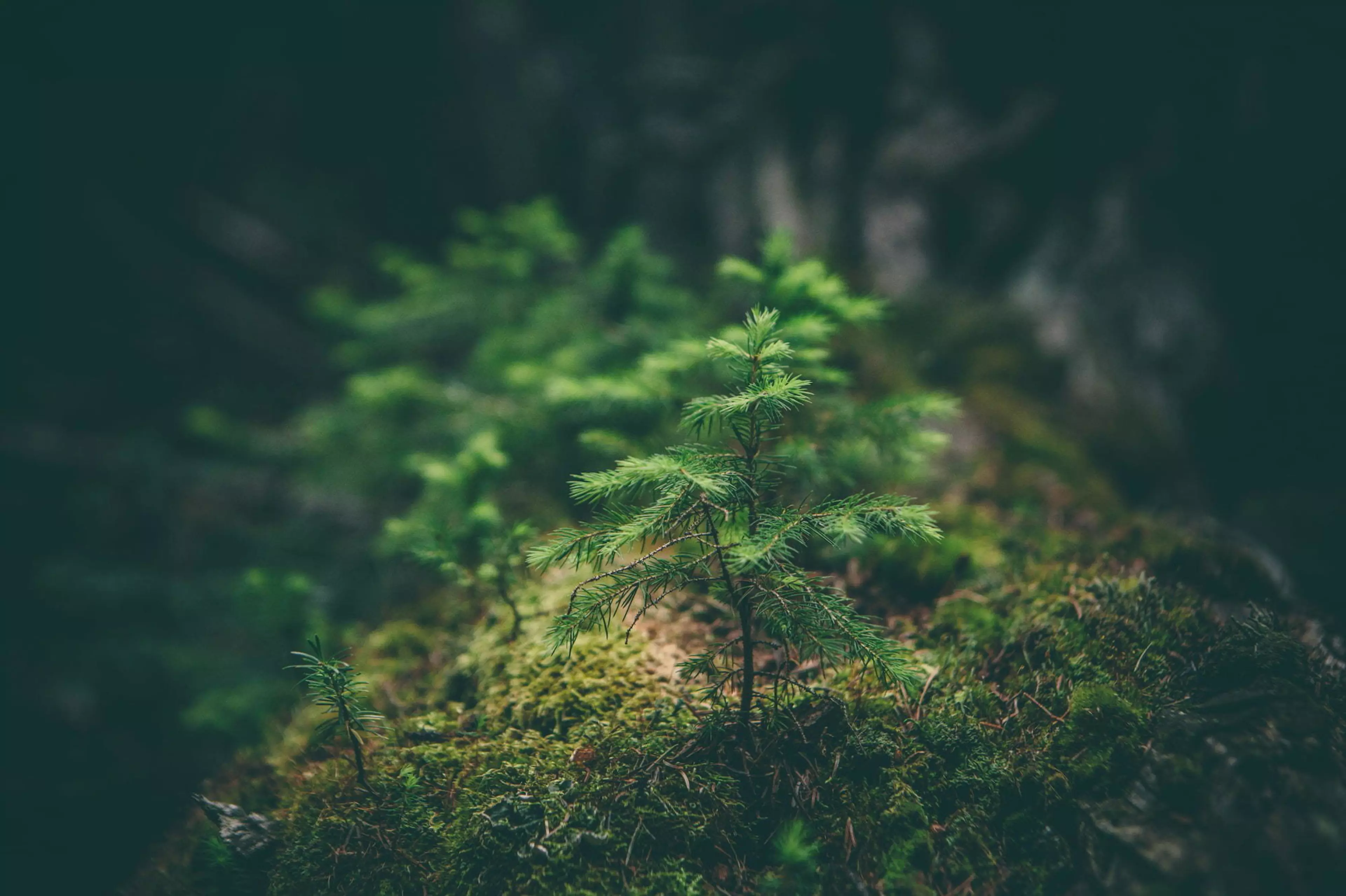 compromiso medioambiental de Konica Minolta 