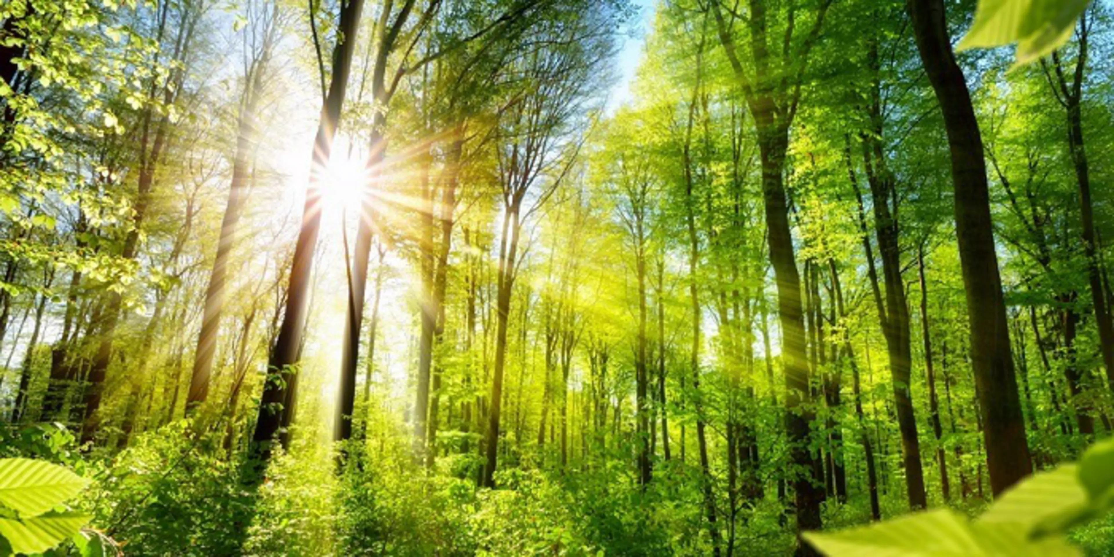 Lutte contre le changement climatique : Konica Minolta s’engage à respecter les objectifs de développement durable et rejoint les 50 « Climate Leaders »