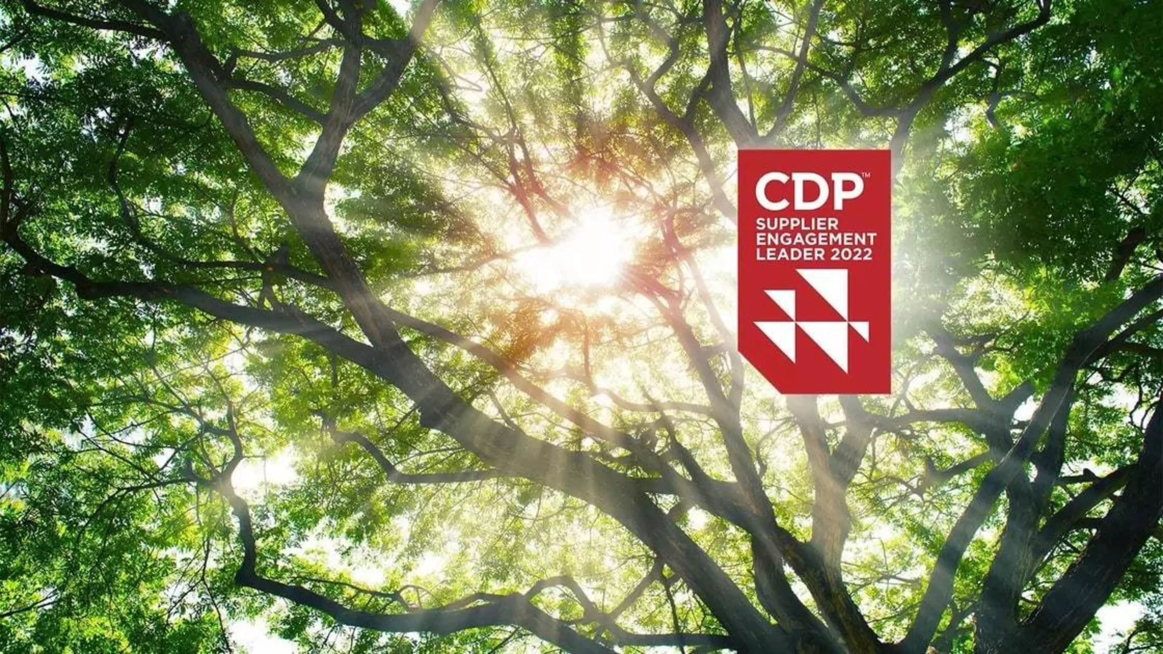 Logo de CDP sobre una foto de la copa de un árbol