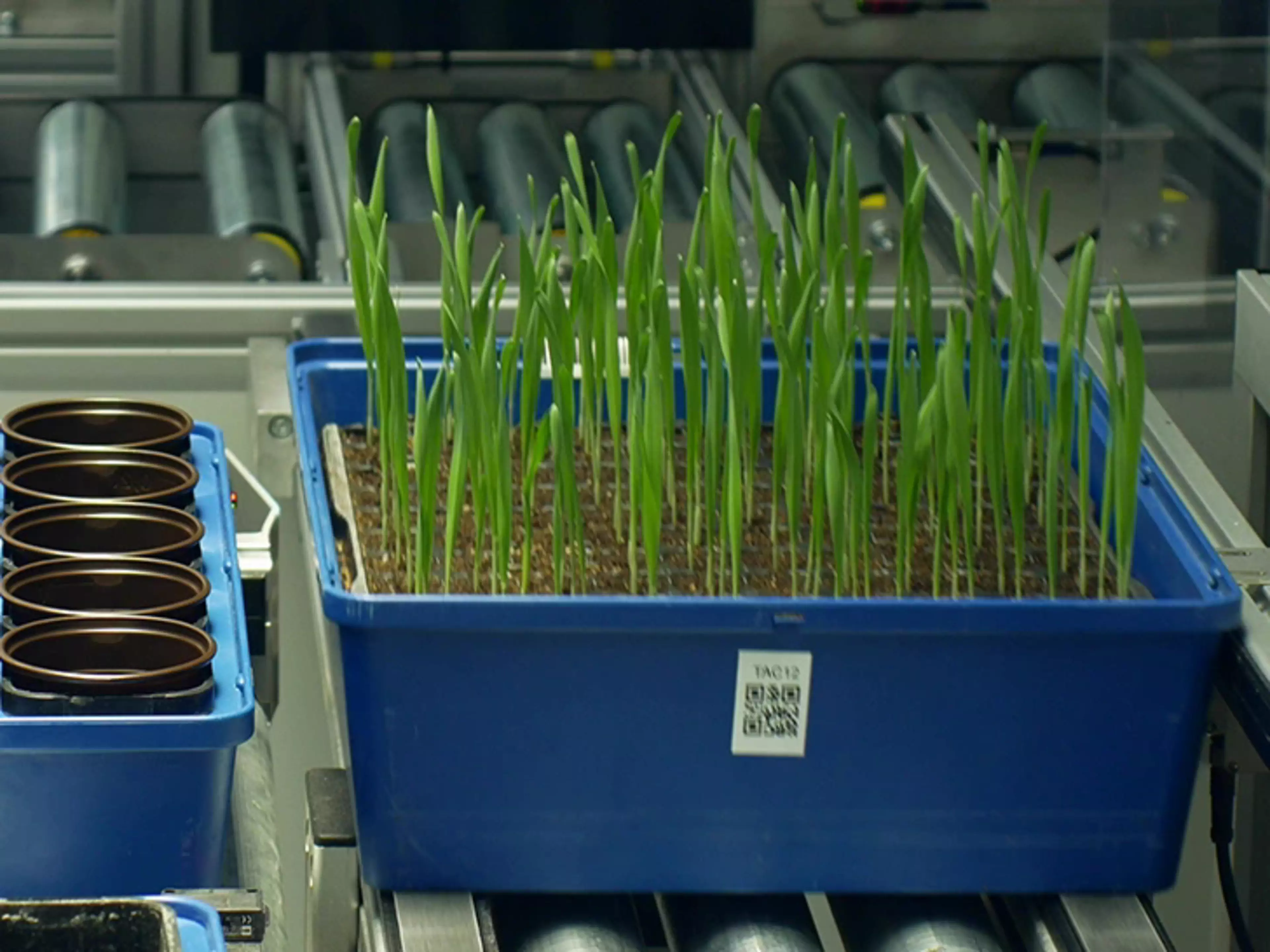 Phenotyping for plant breeding and precision agriculture