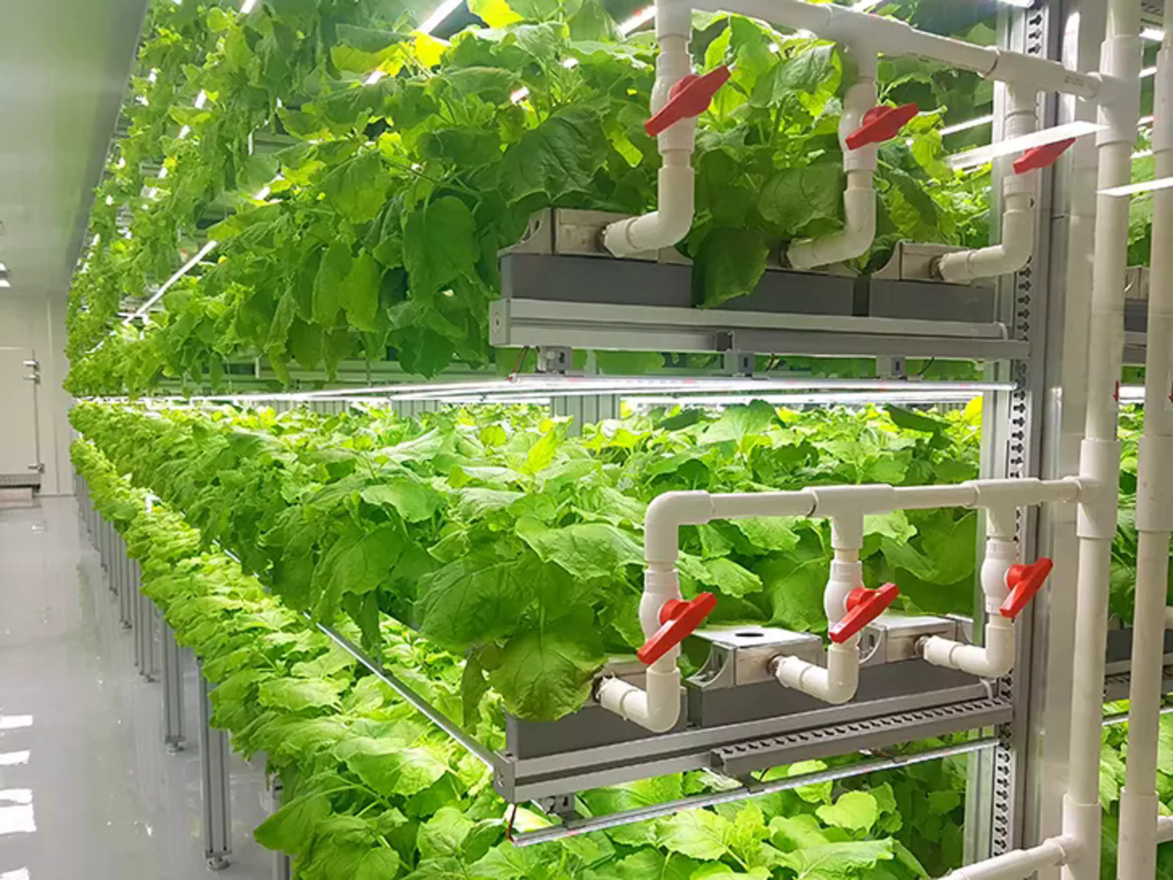 Vertical Farming