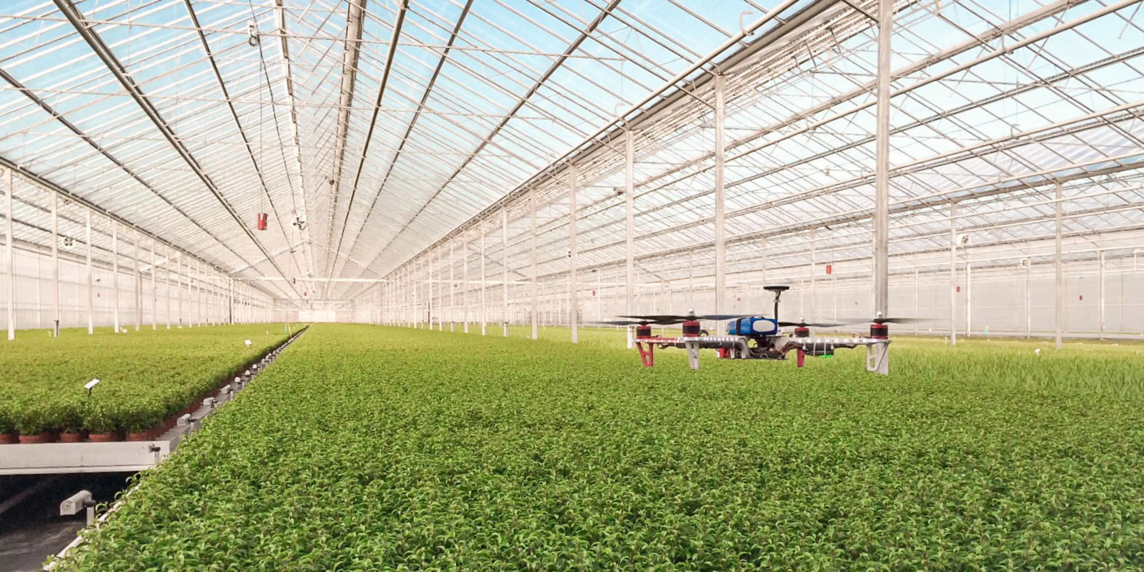 Interior de invernadero con dron trabajando sobre las plantas