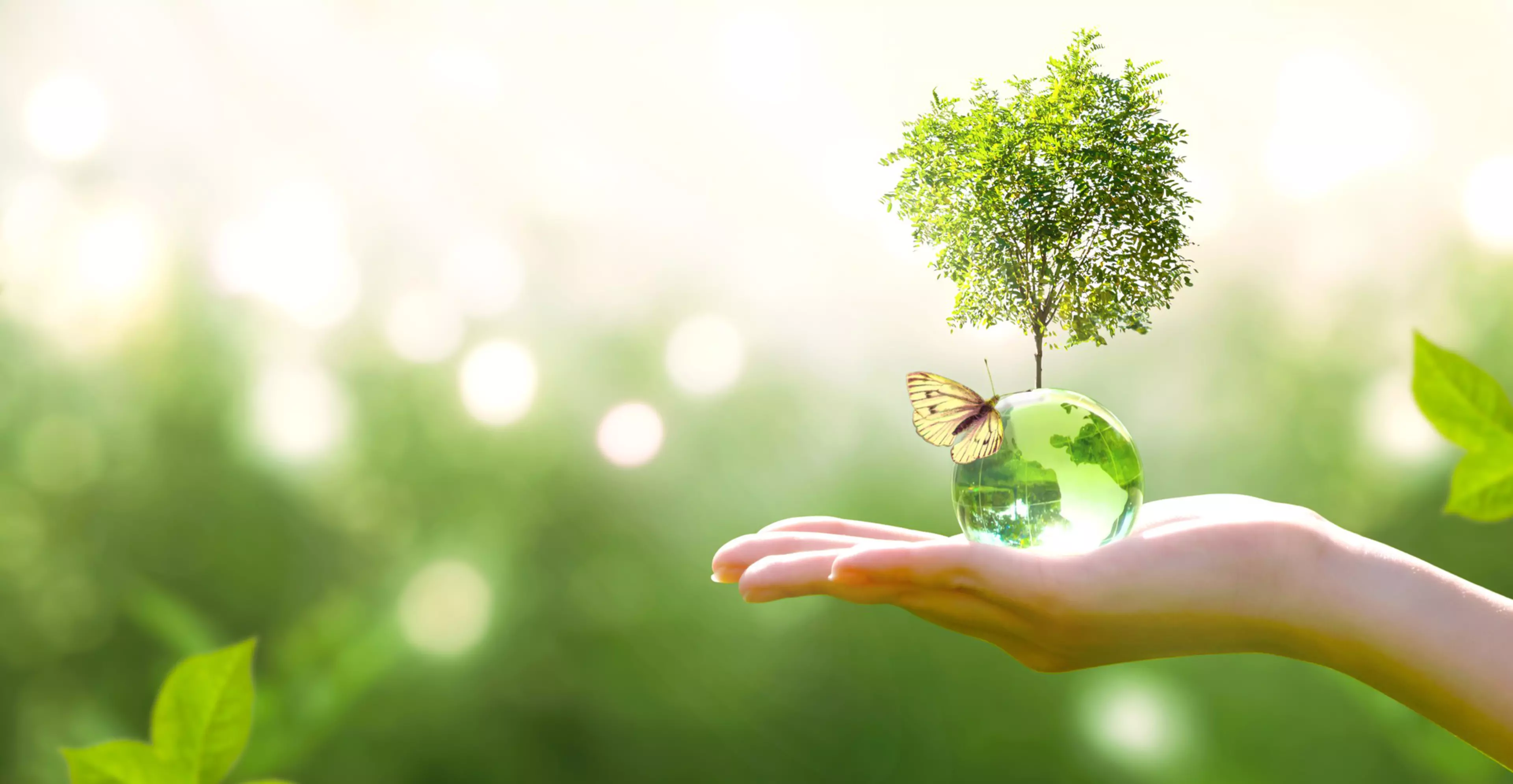 Earth crystal glass globe ball and growing tree in human hand, flying yellow butterfly on green sunny background. Saving environment, save clean planet, ecology concept. Card for World Earth Day.; Shutterstock ID 1500154991; Purchase Order: Social Media