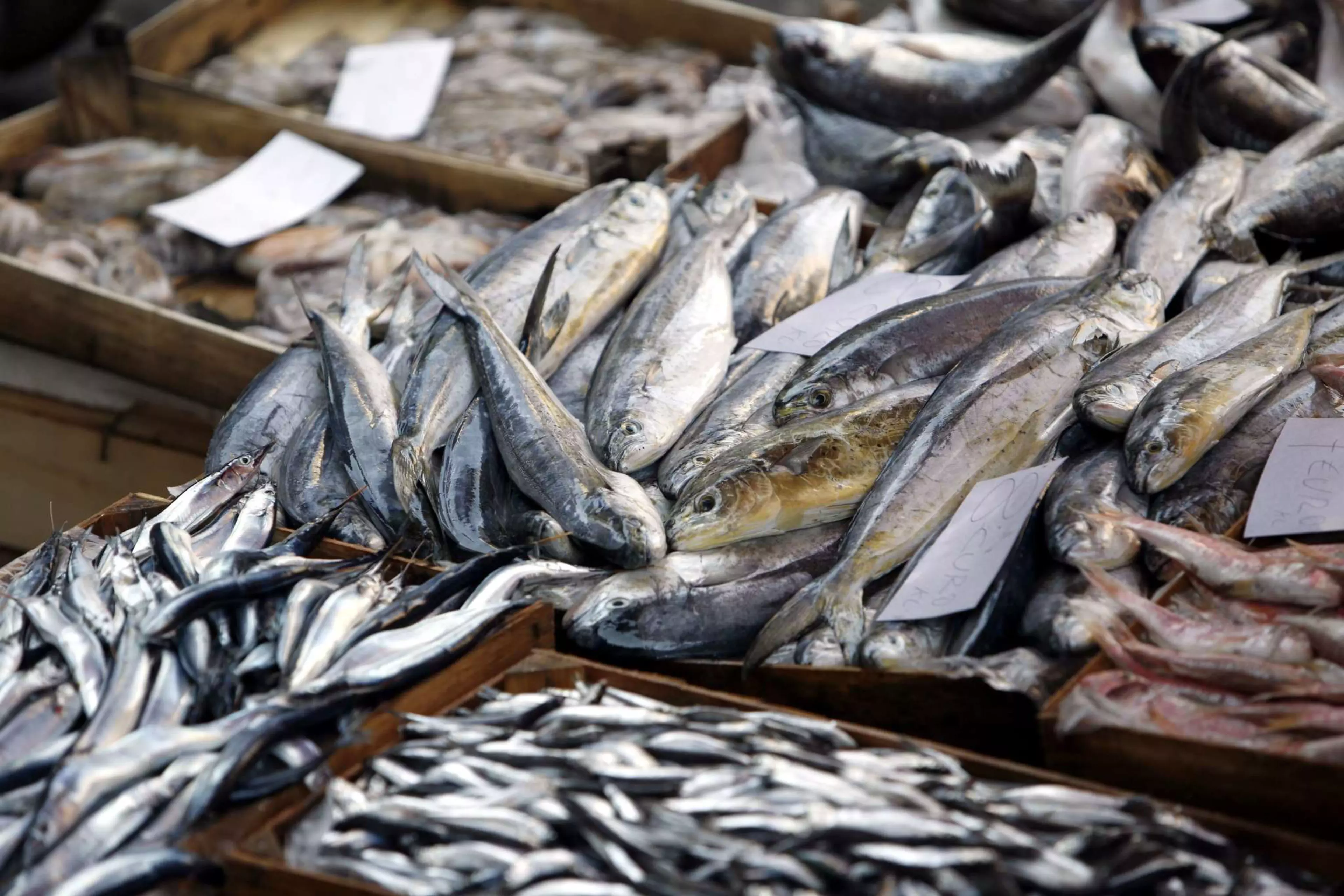 Quiberon Fish Auction House