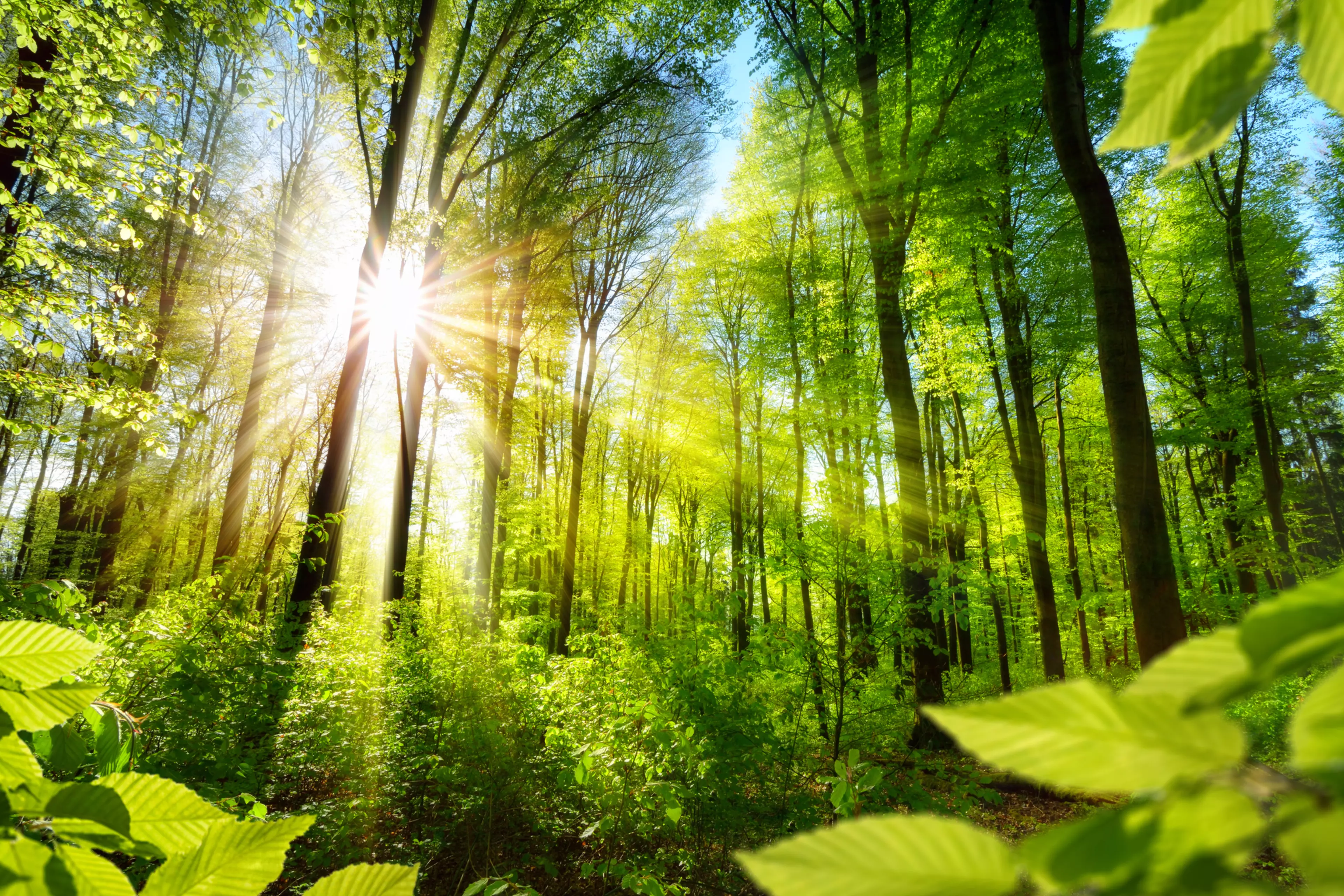 Counteracting global climate change: Konica Minolta pursuits the SDGs and is part of the 50 Climate
