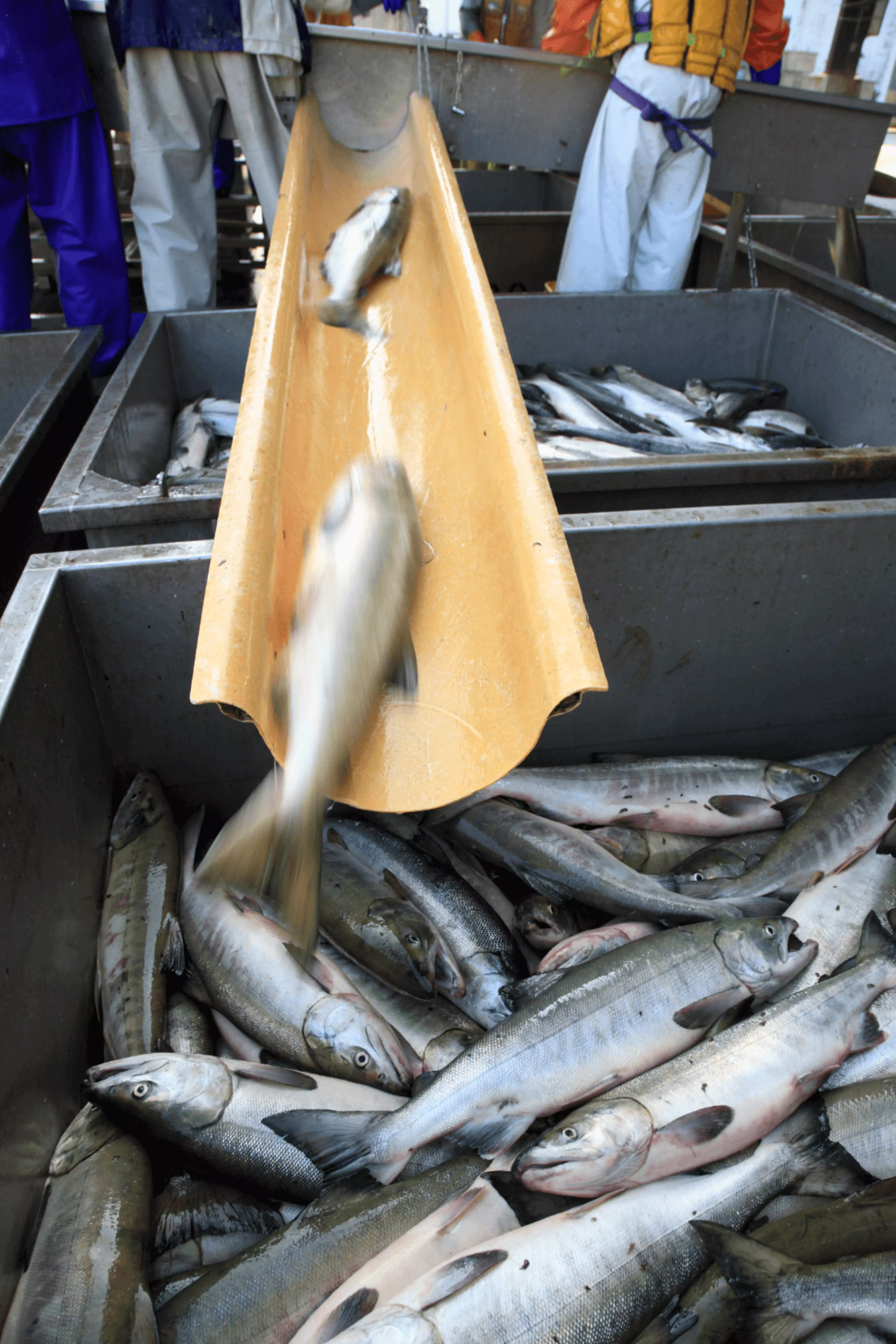 Manipulación del pescado en la Lonja Municipal de Quiberon