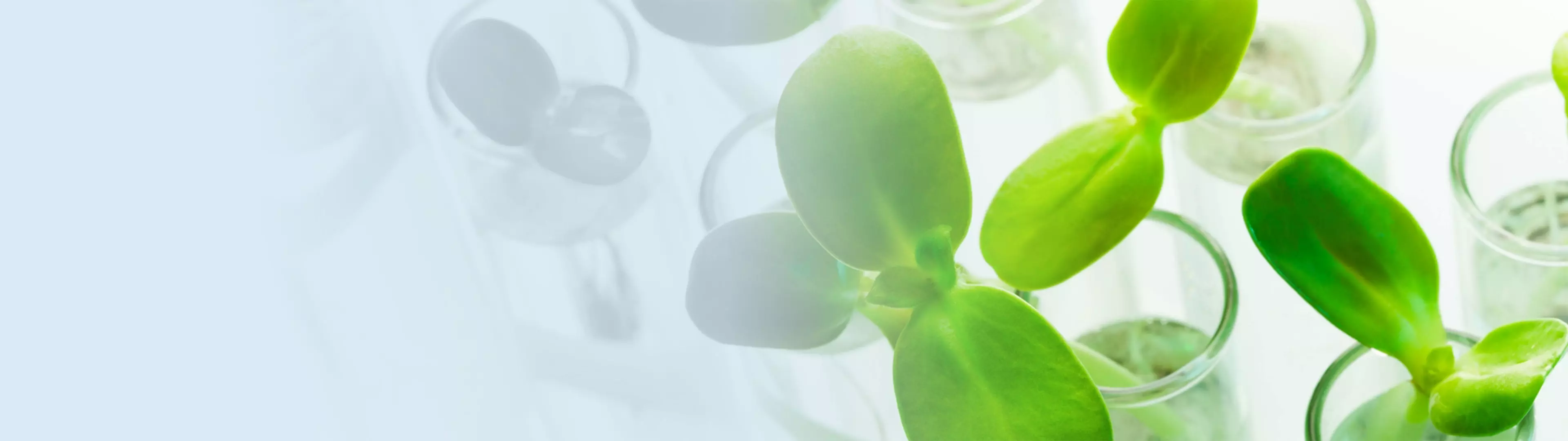 Phenotyping for plant breeding and precision agricultureHeroSlider