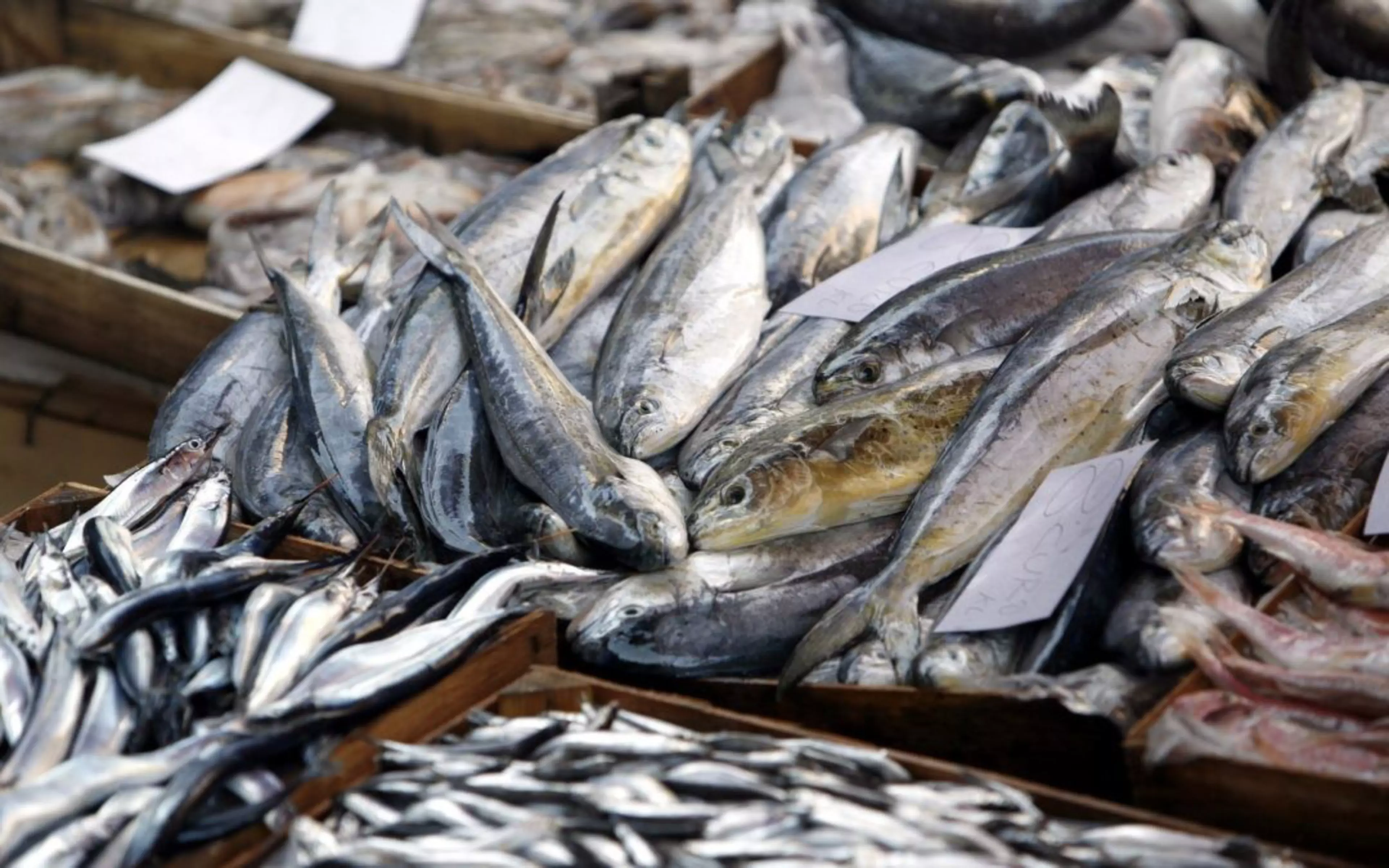 Criée Municipale de Quiberon