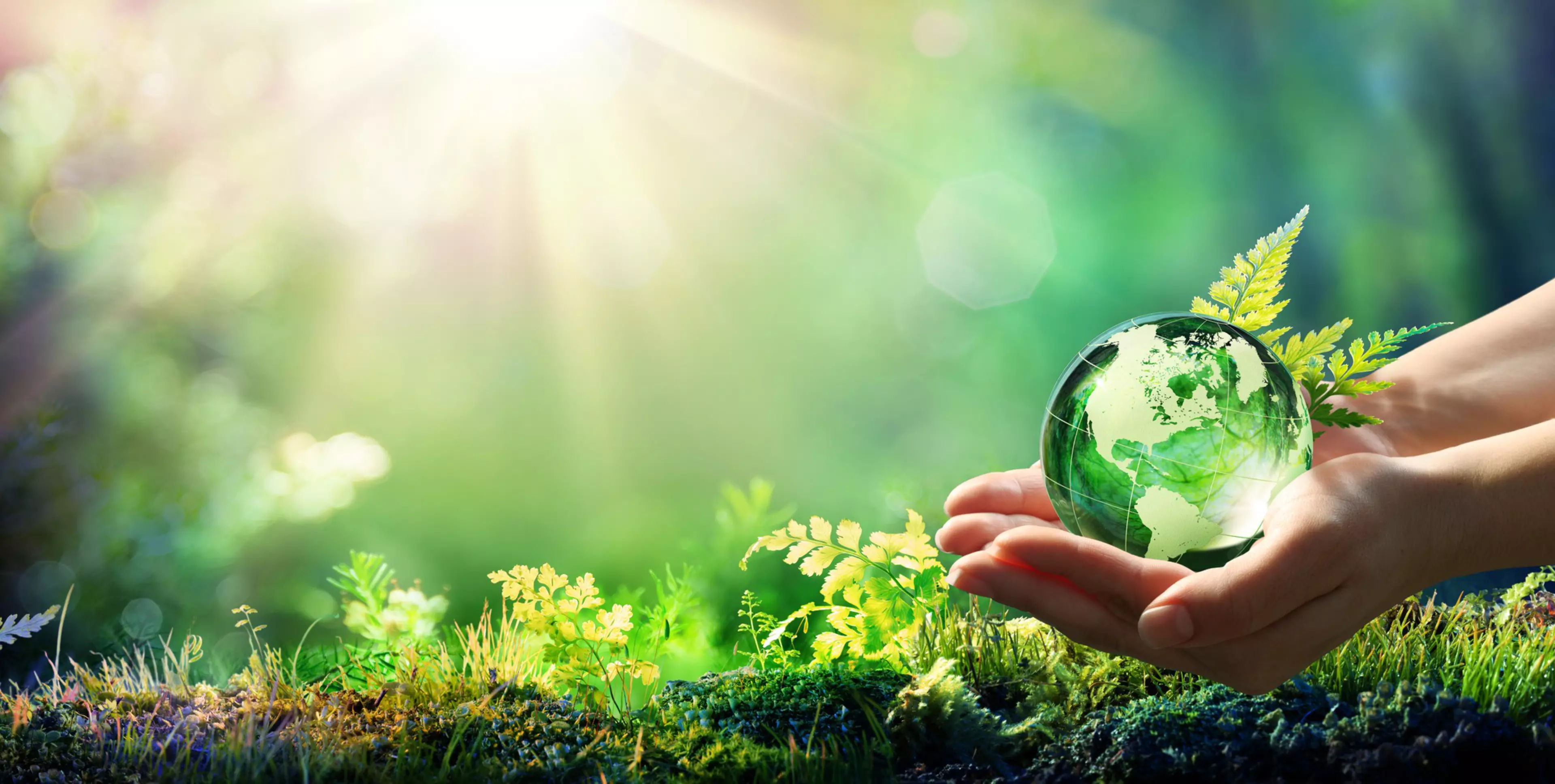 Hands Holding Globe Glass In Green Forest - Environment Concept - Usa elements of this image furnished by NASA.; Shutterstock ID 1310886638; Purchase Order: Social Media