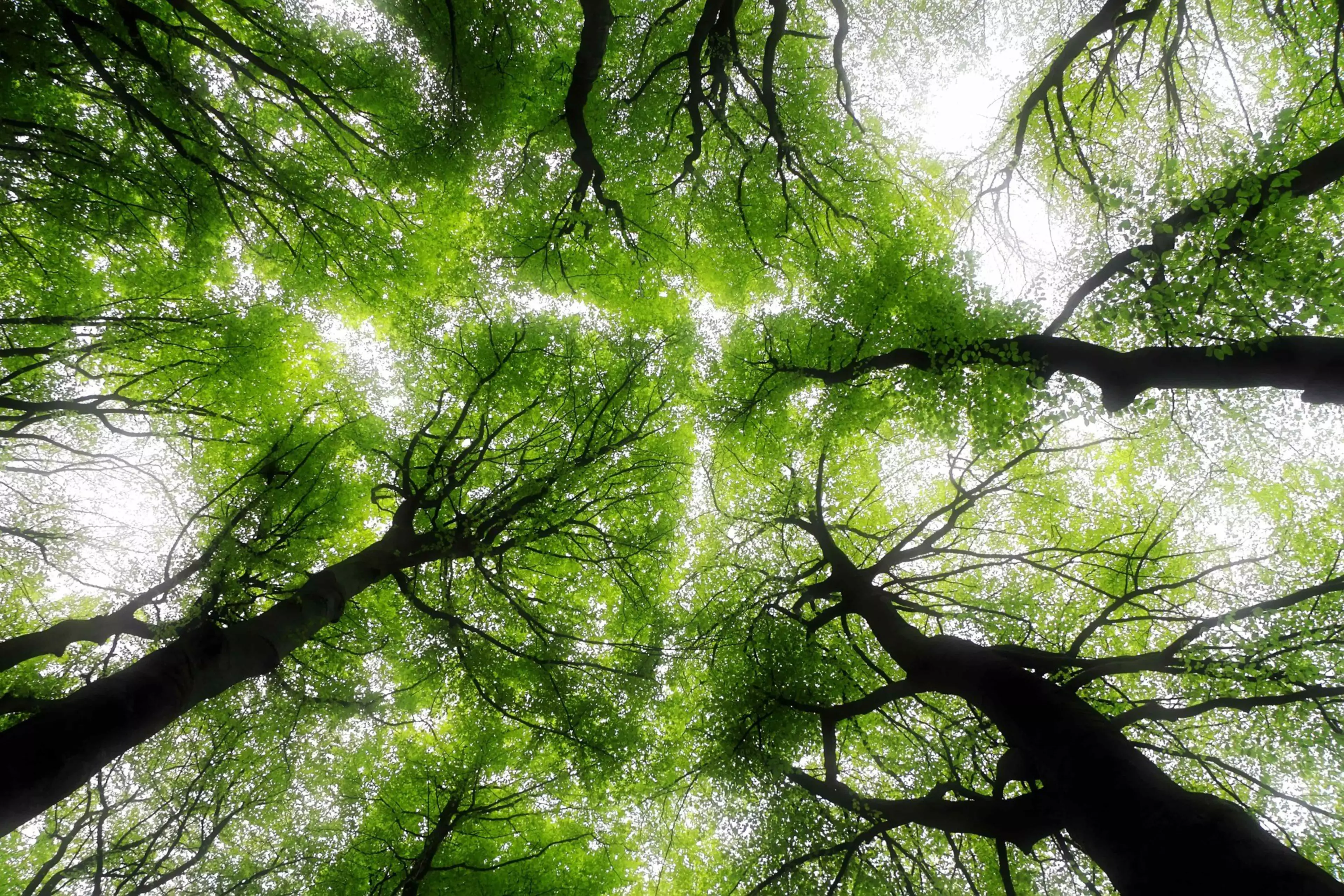 Copas de árboles vistas desde abajo, con la luz del sol filtrándose entre las hojas