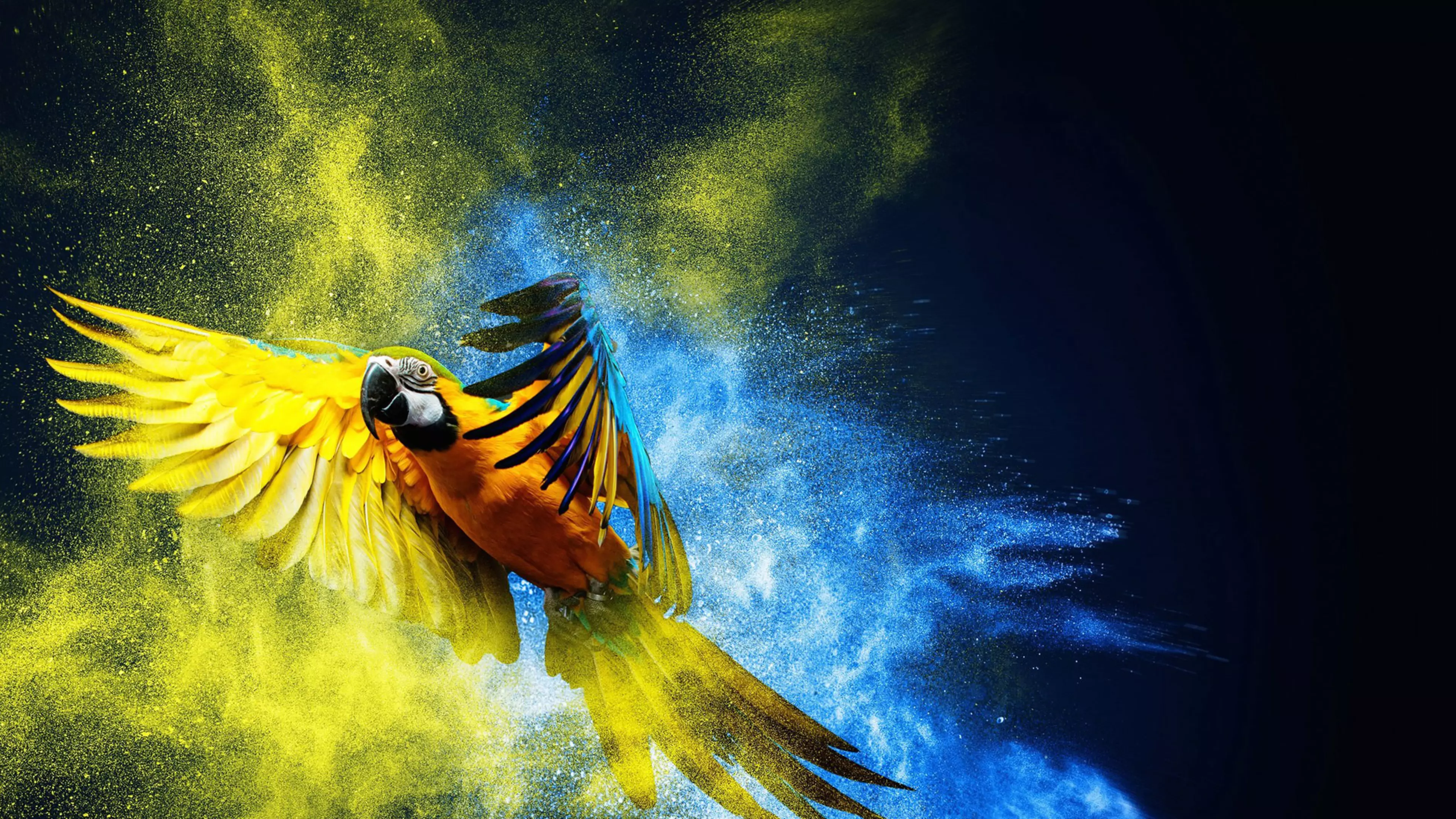 Un loro de vivos colores alza el vuelo levantando polvo azul y amarillo