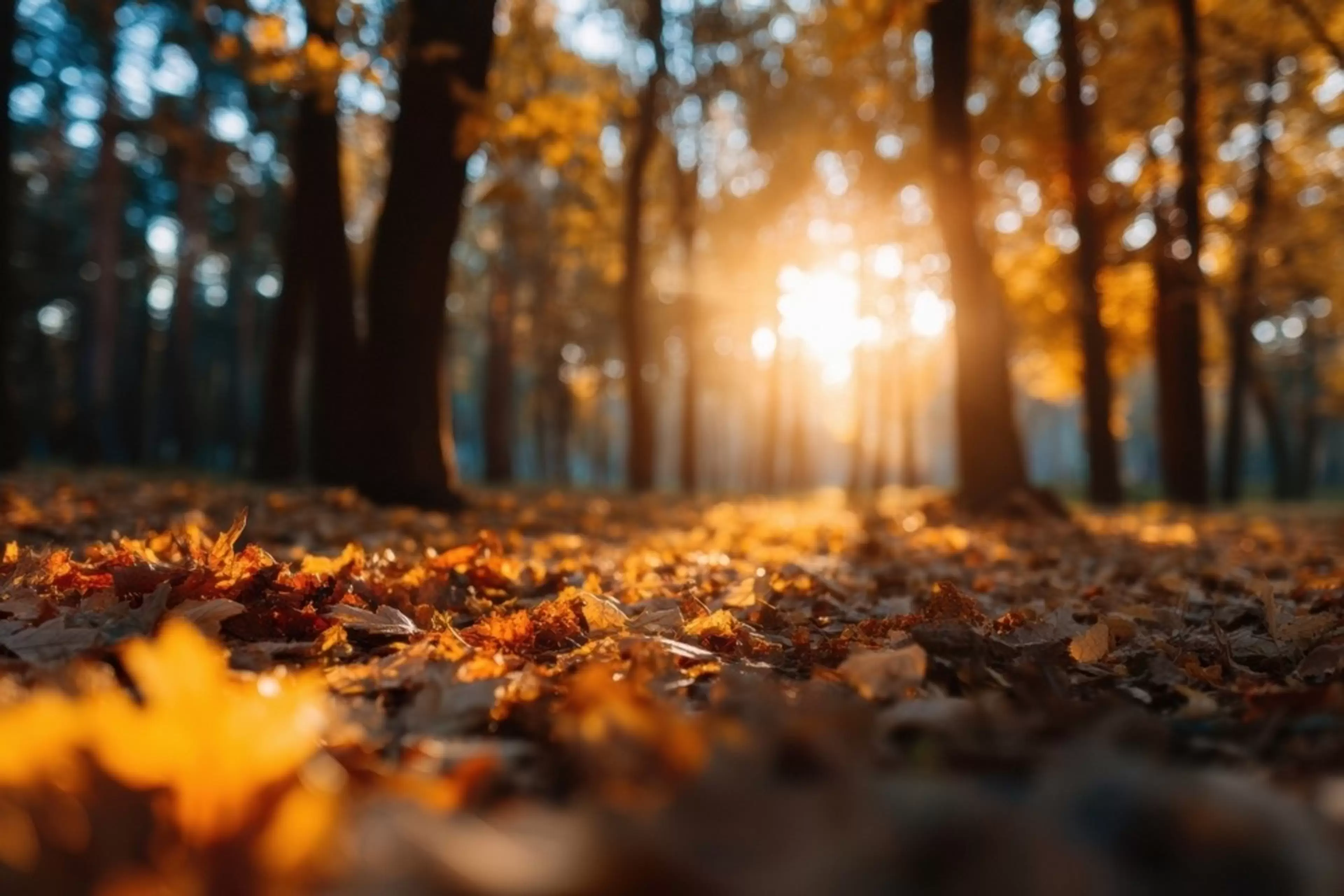 Golden autumn leaves scattered on forest floor during sunrise.
2689414697
