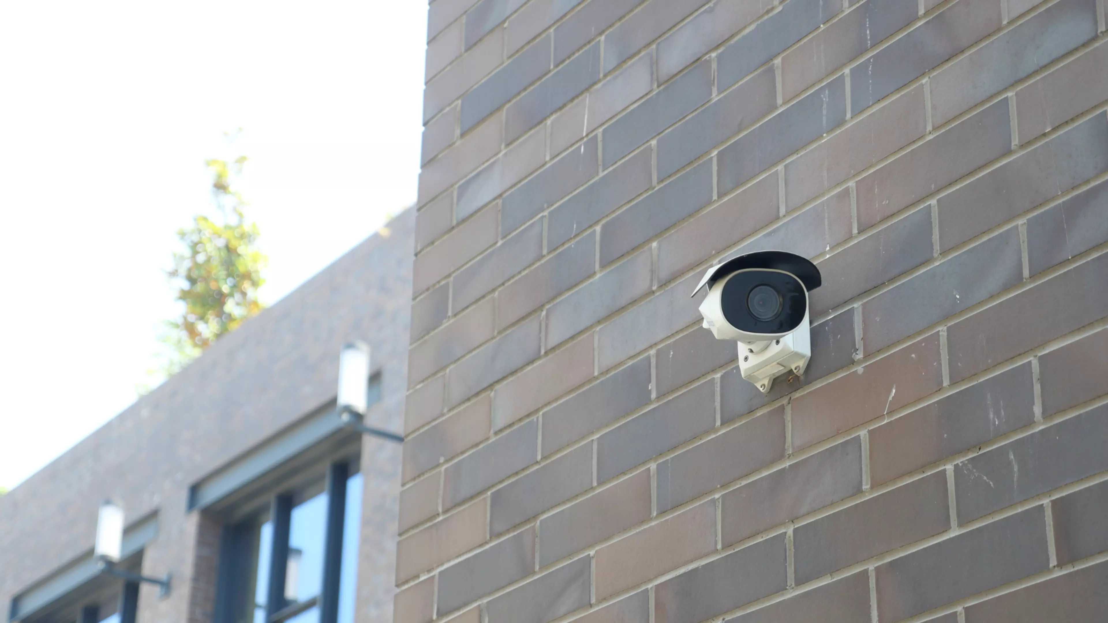 Cobospecim no bg - 1