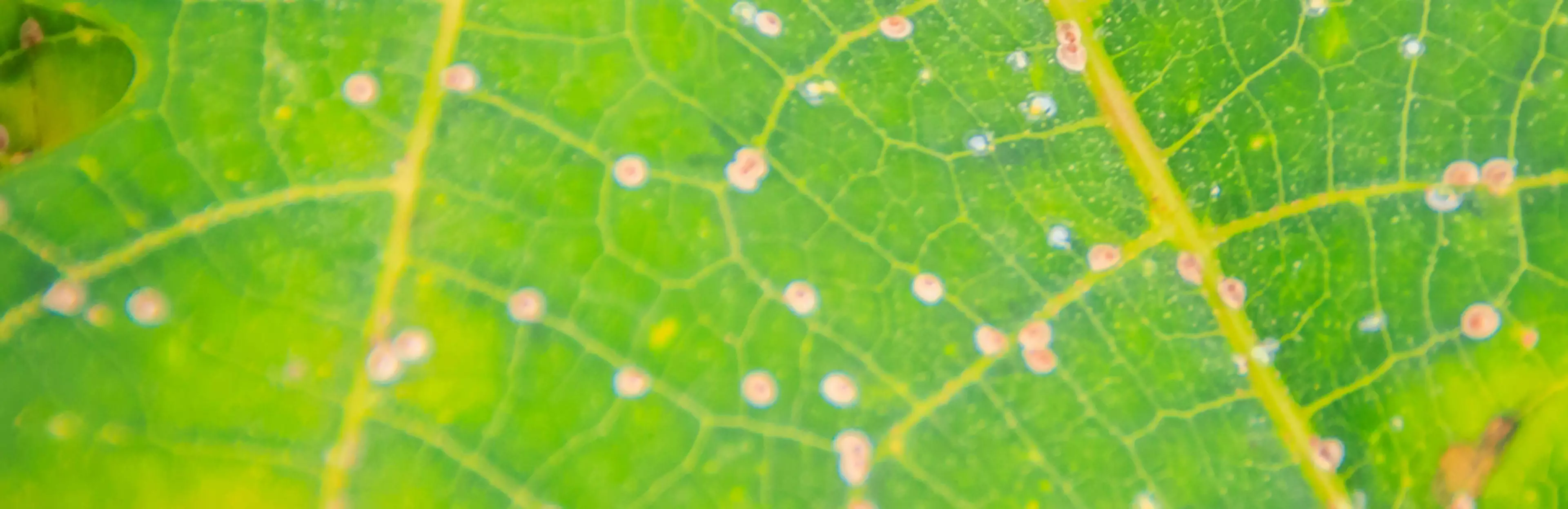 leaf with some sickness